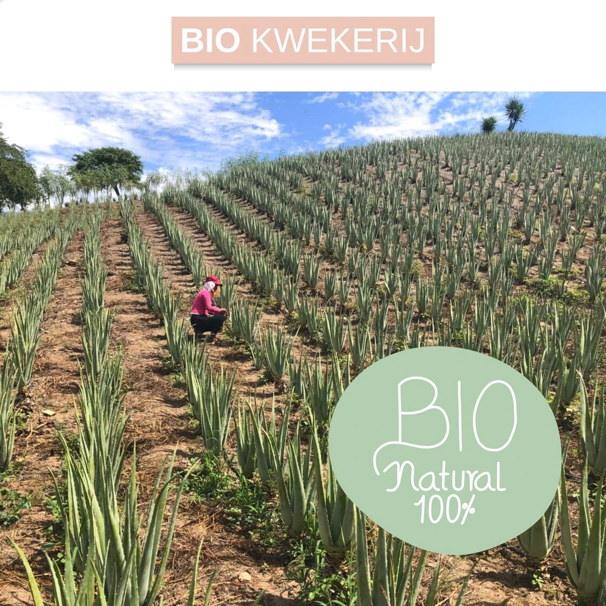 Dr. Green® 1x- Aloë Vera Blad - MAAK GEL IN 3 MINUTEN - 100% Puur - Biologisch 5 Dr. Green® 1x- Aloë Vera Blad - MAAK GEL IN 3 MINUTEN - 100% Puur - Biologisch - Afbeelding 5