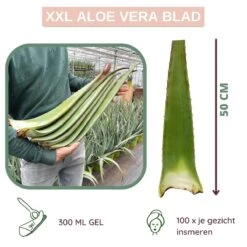 Dr. Green® 1x- Aloë Vera Blad - MAAK GEL IN 3 MINUTEN - 100% Puur - Biologisch 17 Dr. Green® 1x- Aloë Vera Blad - MAAK GEL IN 3 MINUTEN - 100% Puur - Biologisch -Garnier winkel 1200x1200 19