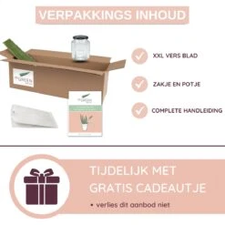 Dr. Green® 1x- Aloë Vera Blad - MAAK GEL IN 3 MINUTEN - 100% Puur - Biologisch 23 Dr. Green® 1x- Aloë Vera Blad - MAAK GEL IN 3 MINUTEN - 100% Puur - Biologisch -Garnier winkel 1200x1200 25