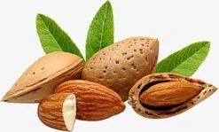 Amandelolie 100ml | 100% Puur & Onbewerkt | Koudgeperste Zoete Amandel Olie Voor Haar, Huid En Lichaam 9 Amandelolie 100ml | 100% Puur & Onbewerkt | Koudgeperste Zoete Amandel Olie Voor Haar, Huid En Lichaam -Garnier winkel 1200x723